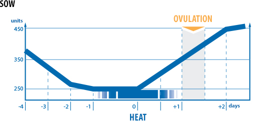 graph of pigs ovulation on individual days